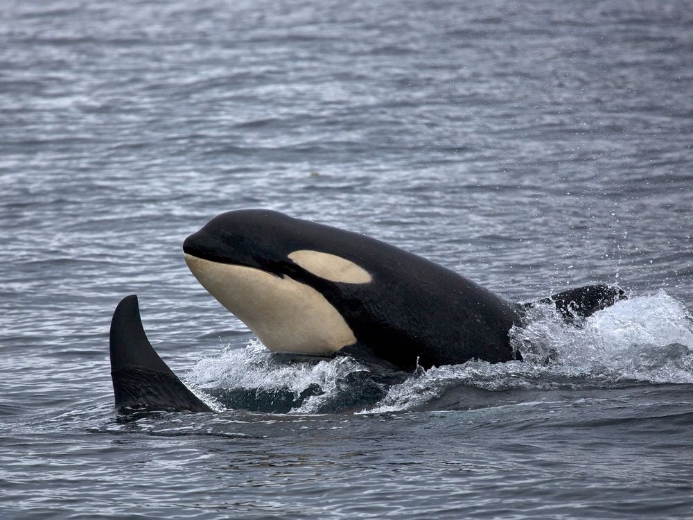 Nine Orcas Have Died in Fishing Gear Near Alaska This Year