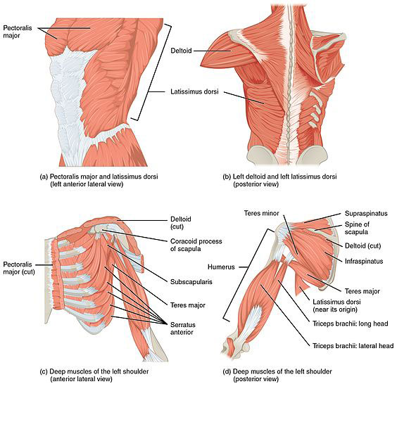 Preventing and Treating Swimmers Shoulder: Essential Tips and Techniques