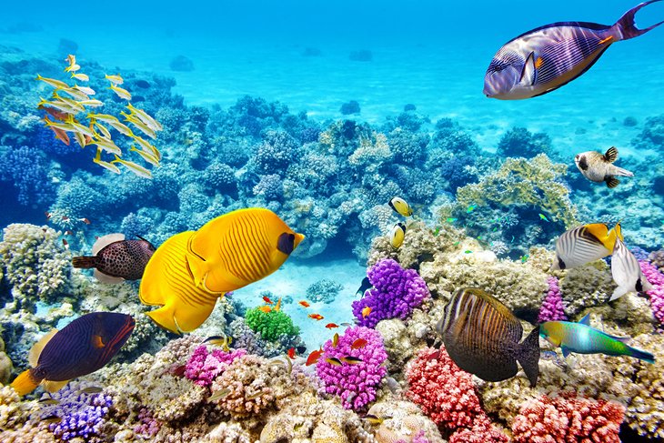 The Top Snorkeling Destinations for Beginners